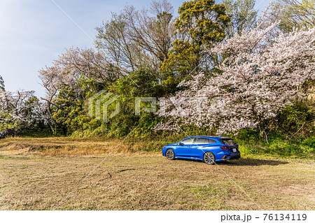 広場に咲く桜と青い自動車 76134119