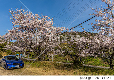 満開の桜並木と青い自動車 76134121