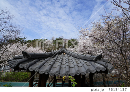 春 桜 万 76134137