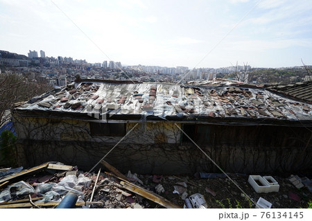 春 桜 万 76134145