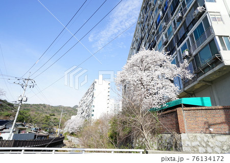 春 桜 万 76134172