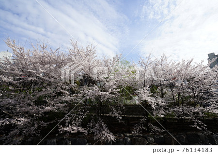 春 桜 万 76134183