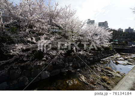 春 桜 万 76134184