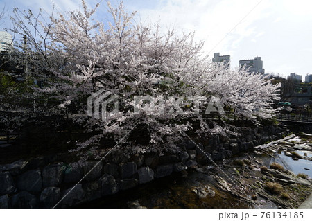 春 桜 万 76134185