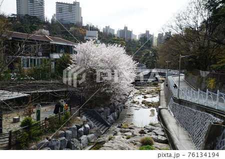 春 桜 万 76134194