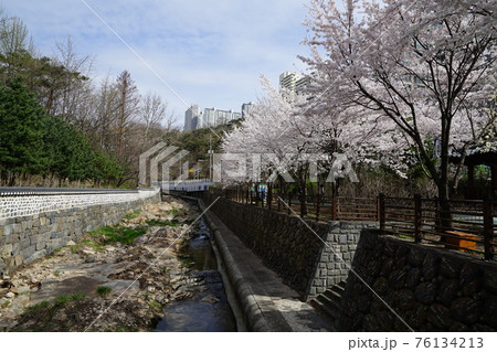 春 桜 万 76134213