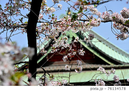 手児奈霊神堂と桜 76134578