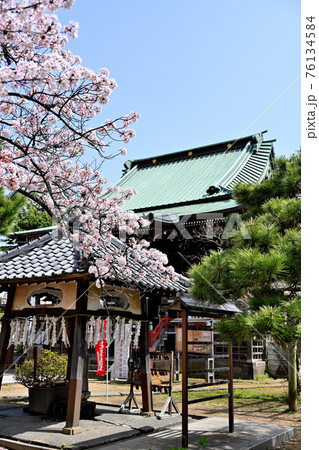 手児奈霊神堂と桜 76134584