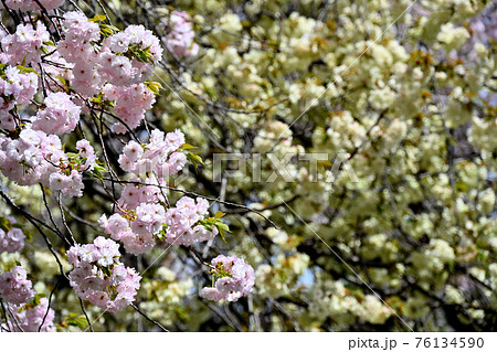 弘法寺の八重桜 弘法寺の八重桜 76134590