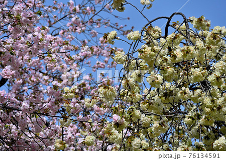 弘法寺の八重桜 弘法寺の八重桜 76134591