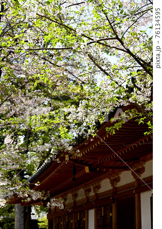 弘法寺の桜 弘法寺の桜 76134595