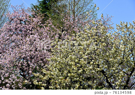 弘法寺の八重桜 76134598