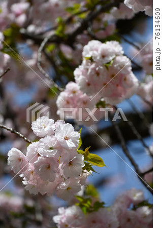 弘法寺の八重桜 弘法寺の八重桜 76134609