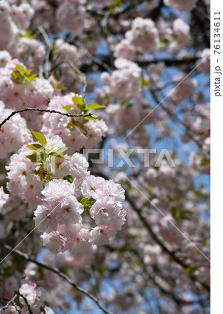 弘法寺の八重桜 弘法寺の八重桜 76134611