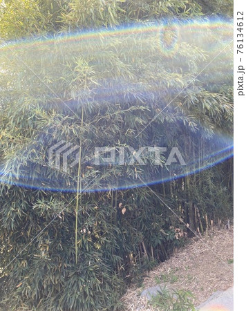 竹藪の光 76134612