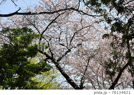 弘法寺の桜 弘法寺の桜 76134621