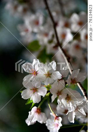 弘法寺の桜 弘法寺の桜 76134623