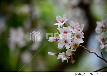 弘法寺の桜 76134629