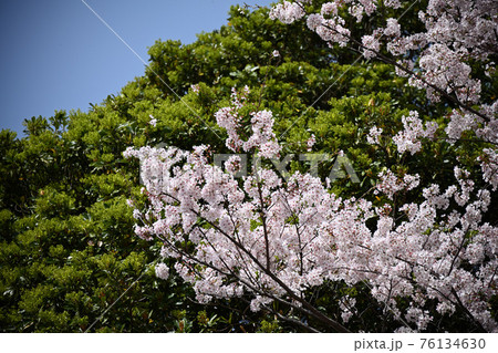 弘法寺の桜 76134630