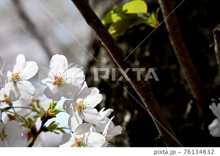 弘法寺の桜 弘法寺の桜 76134632