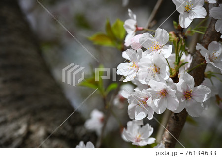 弘法寺の桜 76134633