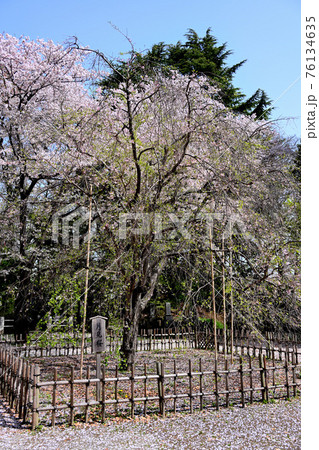 弘法寺の月見桜 弘法寺の月見桜 76134635