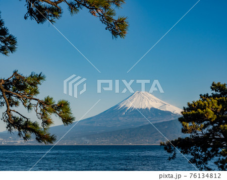 冬の富士山　西伊豆から駿河湾越しに見た景色　松林とともに 76134812