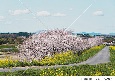 桜と菜の花が咲く里山 のどかな春の風景　a-3 フィルム調 76135267