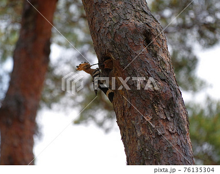 森林 昆虫 樹木 76135304