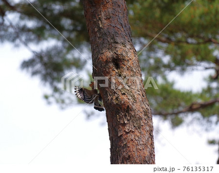 森林 昆虫 樹木 76135317