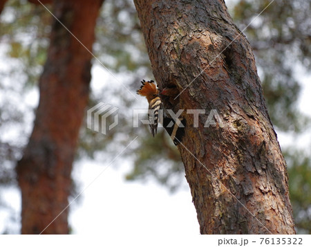 森林 昆虫 樹木 76135322