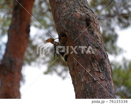 森林 昆虫 樹木 76135336