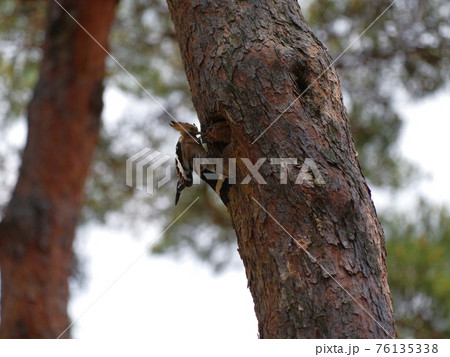 森林 昆虫 樹木 76135338