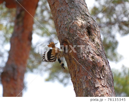 昆虫 樹木 木 76135345