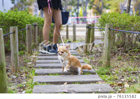 散歩中に立ち止まる犬の写真素材