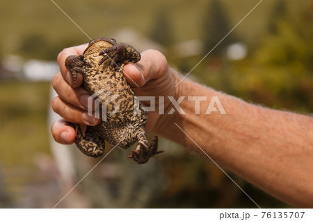 a man holds a toad in his hands. Studying the structure of a frog 76135707