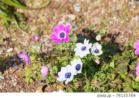 アネモネ フルゲンスの花の写真素材