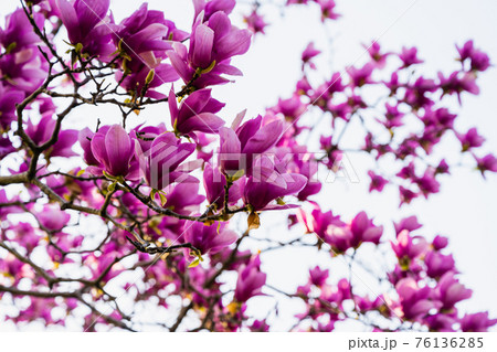 木蓮の花 木蓮の花 76136285