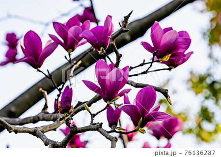 木蓮の花の写真素材