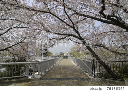 千里ニュータウン桃山台(大阪府吹田市)の「しいのき橋」の桜 千里ニュータウン桃山台(大阪府吹田市)の「しいのき橋」の桜 76136365