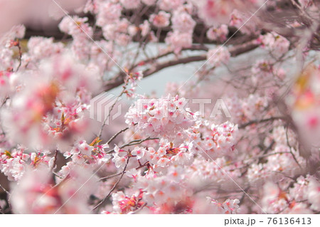 恩田川の桜 76136413