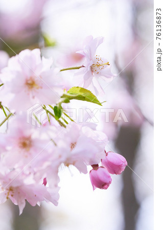 桜 76136873