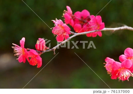 紅梅　蝶千鳥 76137000