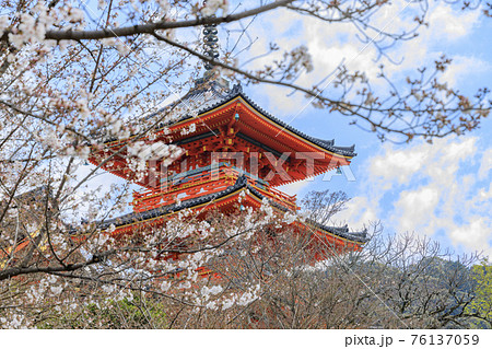 改修後の清水寺 桜 改修後の清水寺 桜 76137059