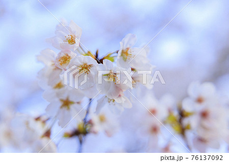 改修後の清水寺 桜 改修後の清水寺 桜 76137092