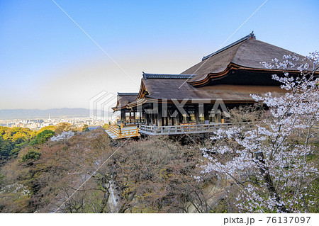 改修後の清水寺 桜 改修後の清水寺 桜 76137097