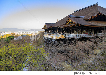 改修後の清水寺 桜 改修後の清水寺 桜 76137098
