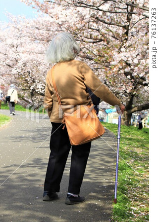 桜を愛でるシニア女性 桜を愛でるシニア女性 76137263