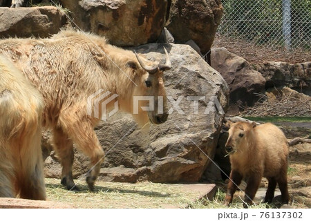 のんびり過ごす母と子のゴールデンターキン 76137302