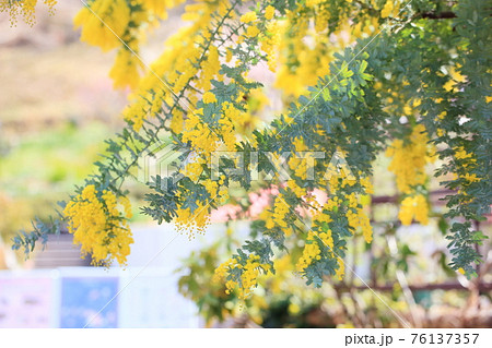 ギンヨウアカシアの花 ギンヨウアカシアの花 76137357